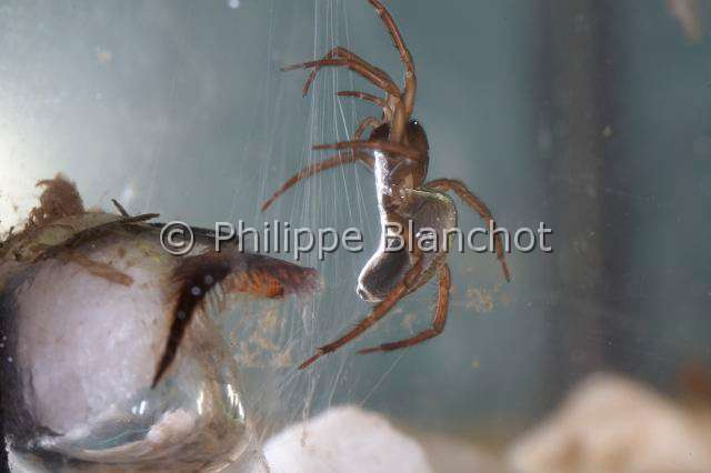 Cybaeidae_9928.JPG - France, Morbihan (56), Araneae, Argyronetidae (Cybaeidae), Argyronète (Argyroneta aquatica), femelle, 12 mm, protégeant son cocon formé dans une bulle d'air, Diving bell spider or Water spider